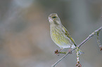 European greenfinch