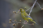 European greenfinch