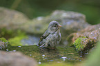 European greenfinch