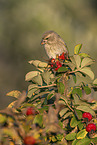 Greenfinch