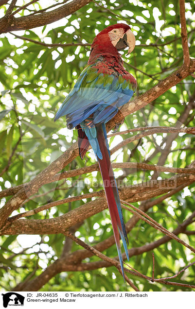 Grnflgelara / Green-winged Macaw / JR-04635