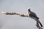 grey go-away bird