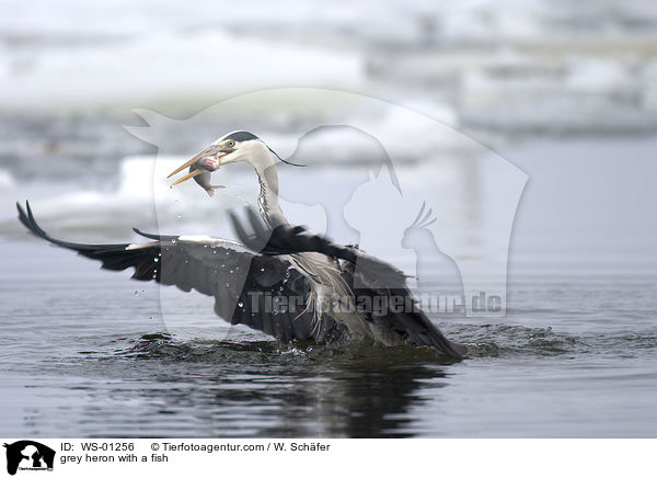 Graureiher mit Fisch / grey heron with a fish / WS-01256