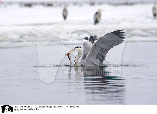 grey heron with a fish / WS-01260