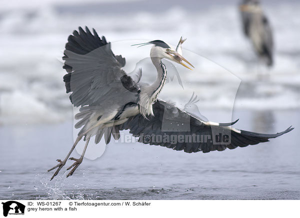 Graureiher mit einem Fisch / grey heron with a fish / WS-01267