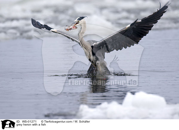 grey heron with a fish / WS-01271