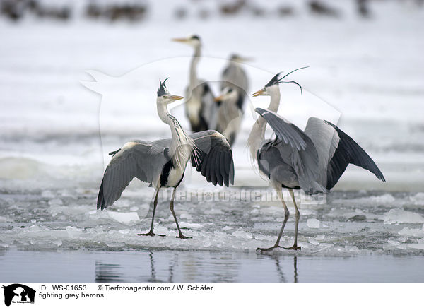 Streitende Graureiher / fighting grey herons / WS-01653