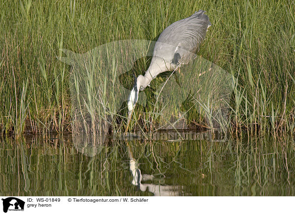 Graureiher / grey heron / WS-01849