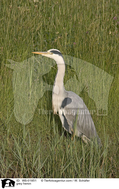 Graureiher / grey heron / WS-01851