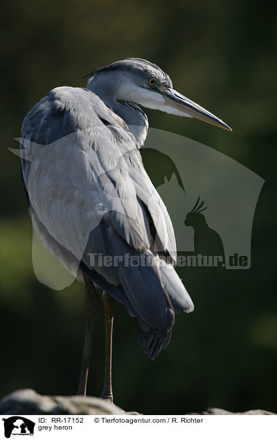 Graureiher / grey heron / RR-17152