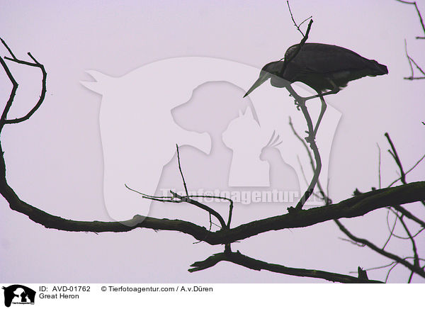 Graureiher im Abendlicht / Great Heron / AVD-01762