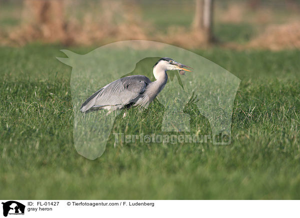 Graureiher / gray heron / FL-01427