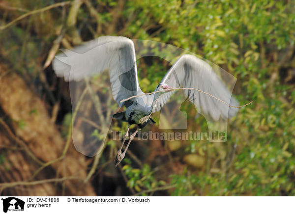 gray heron / DV-01806