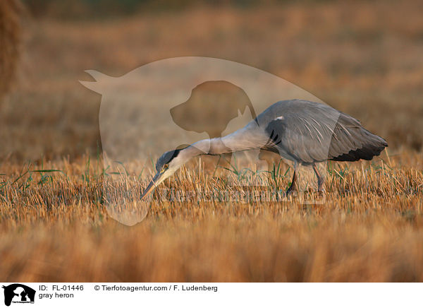 Graureiher bei der Futtersuche / gray heron / FL-01446