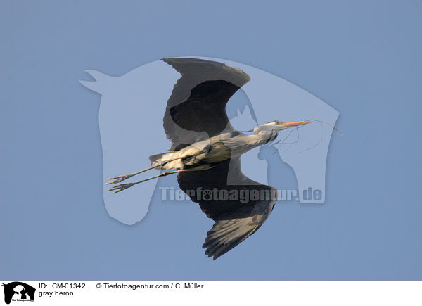 Graureiher / gray heron / CM-01342