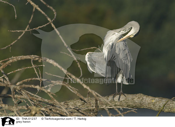 Graureiher / grey heron / THA-01237