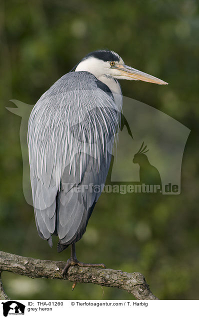 Graureiher / grey heron / THA-01260