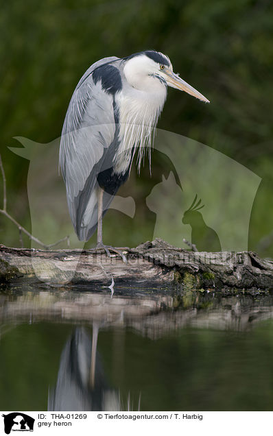 Graureiher / grey heron / THA-01269