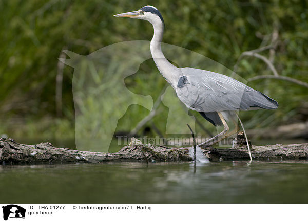 Graureiher / grey heron / THA-01277