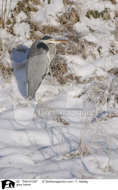 Graureiher / grey heron / THA-01287