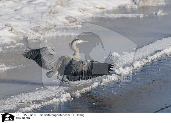 Graureiher / grey heron / THA-01289