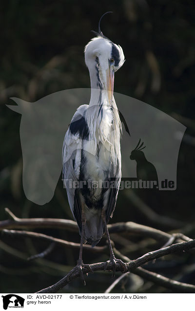 Graureiher / grey heron / AVD-02177