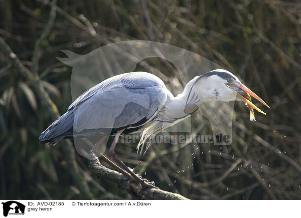 grey heron / AVD-02185