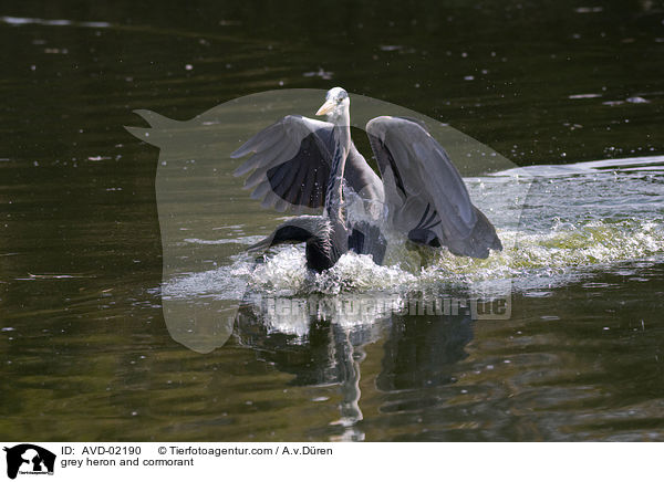 Graureiher und Kormoran / grey heron and cormorant / AVD-02190