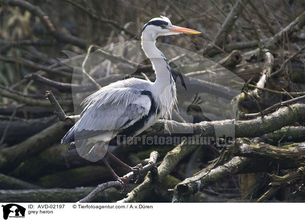 Graureiher / grey heron / AVD-02197