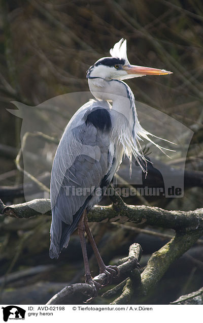 Graureiher / grey heron / AVD-02198