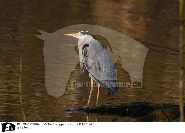 Graureiher / grey heron / DMS-02694