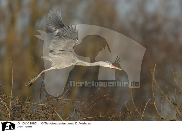 Graureiher / grey heron / DV-01885