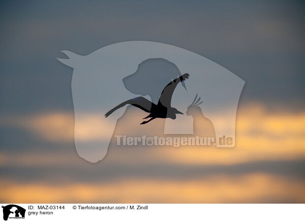 Graureiher / grey heron / MAZ-03144