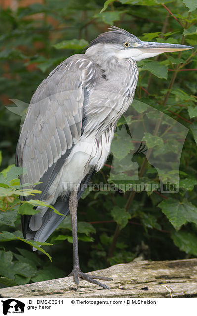 Graureiher / grey heron / DMS-03211