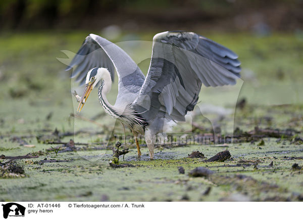 Graureiher / grey heron / AT-01446