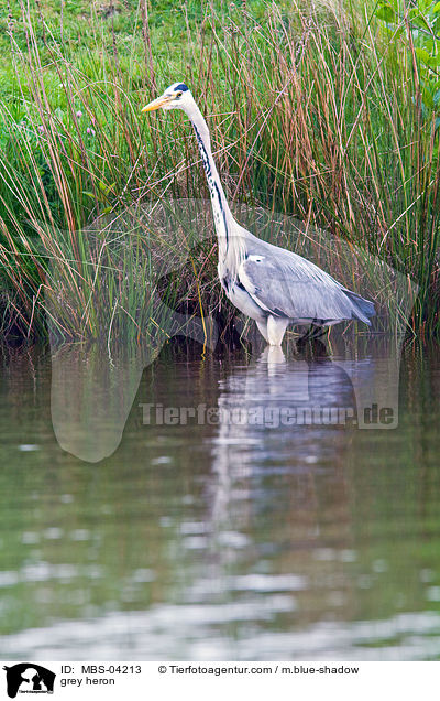 Graureiher / grey heron / MBS-04213