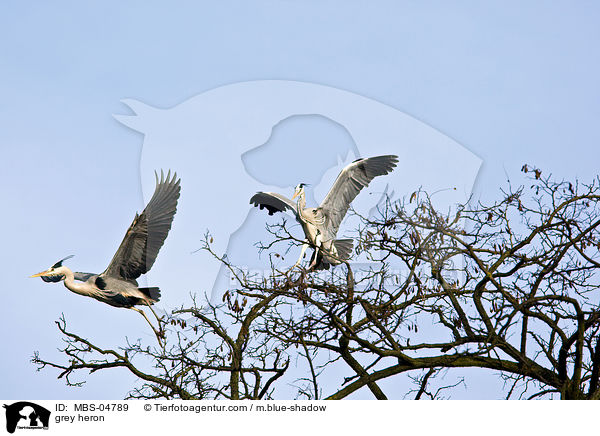 Graureiher / grey heron / MBS-04789