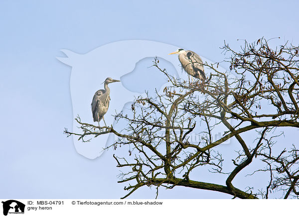 Graureiher / grey heron / MBS-04791