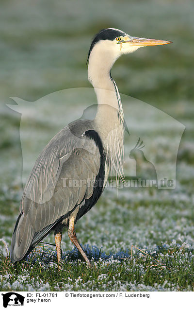 grey heron / FL-01781