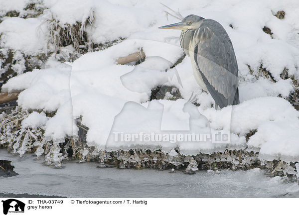 grey heron / THA-03749