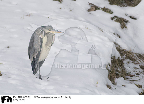 grey heron / THA-03751