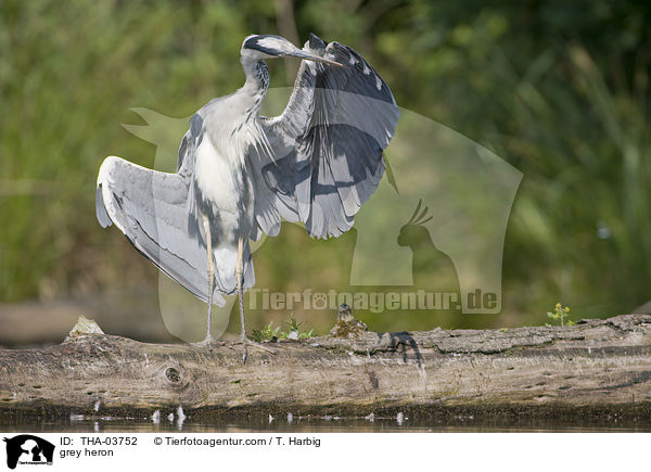 grey heron / THA-03752