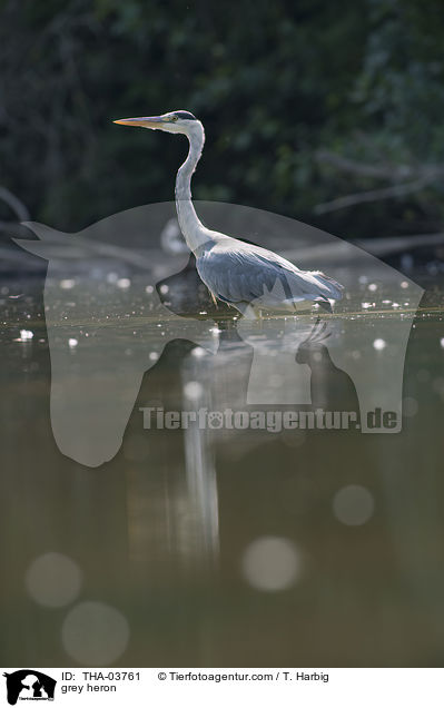 grey heron / THA-03761