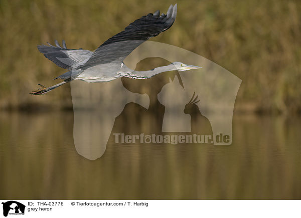 Graureiher / grey heron / THA-03776