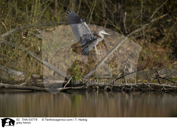 Graureiher / grey heron / THA-03778