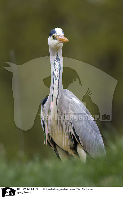 Graureiher / grey heron / WS-04453