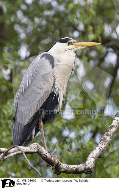 Graureiher / grey heron / WS-04605