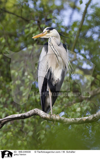 Graureiher / grey heron / WS-04608