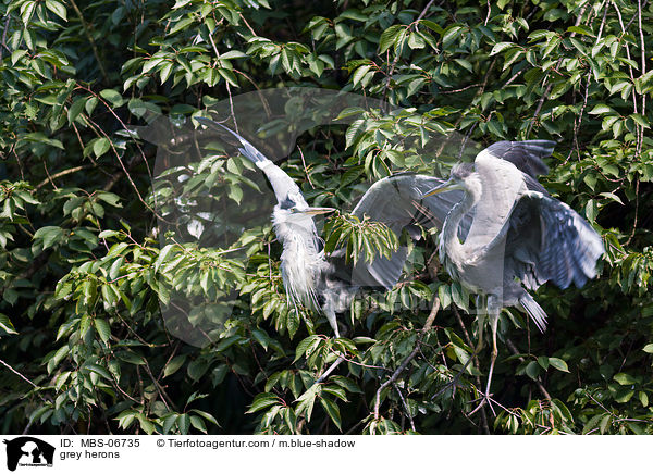 Graureiher / grey herons / MBS-06735