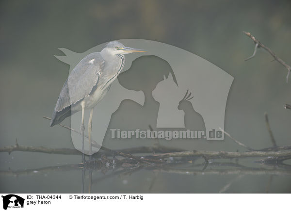 Graureiher / grey heron / THA-04344